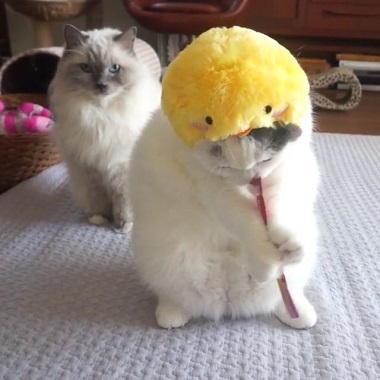 上手にちゅ〜る レーズン君