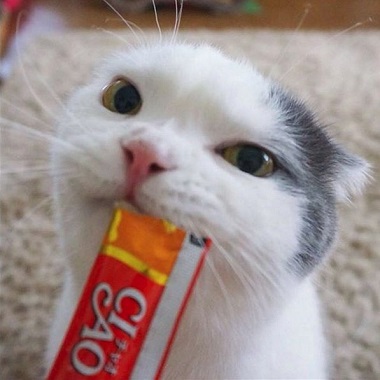 上手にちゅ〜る レーズン君