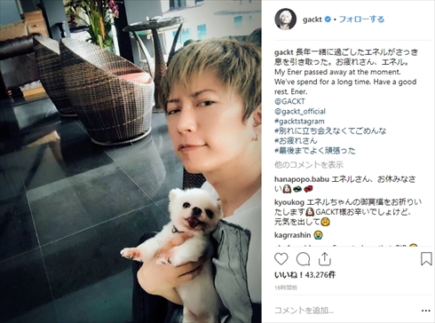 GACKT 愛犬 エネル 死亡 チワワ ペット