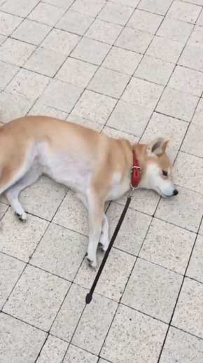 帰りたくない おいていくよ 柴犬 優 横になる