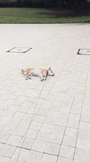 帰りたくない おいていくよ 柴犬 優 横になる