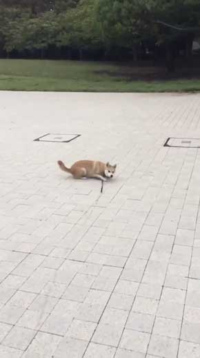 帰りたくない おいていくよ 柴犬 優 横になる