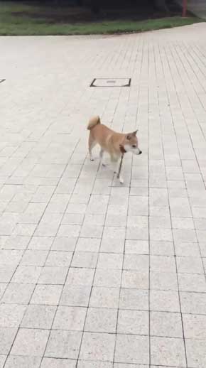 帰りたくない おいていくよ 柴犬 優 横になる