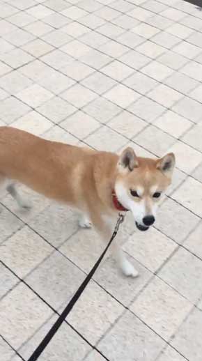 帰りたくない おいていくよ 柴犬 優 横になる