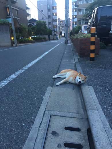 帰りたくない おいていくよ 柴犬 優 横になる