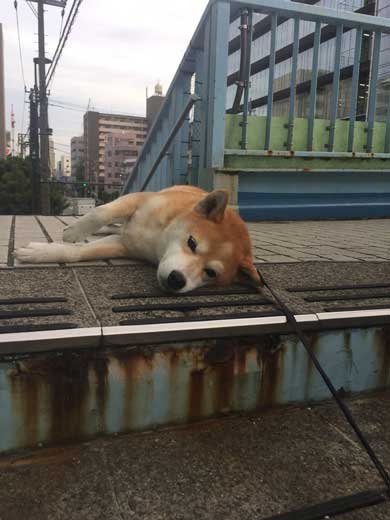 帰りたくない おいていくよ 柴犬 優 横になる
