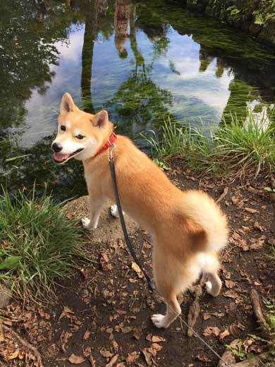 帰りたくない おいていくよ 柴犬 優 横になる