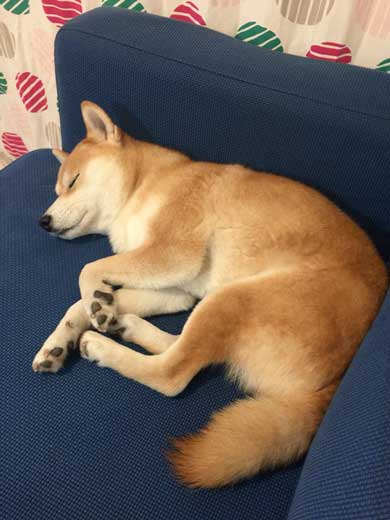 帰りたくない おいていくよ 柴犬 優 横になる