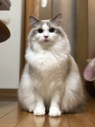 ふさふさ