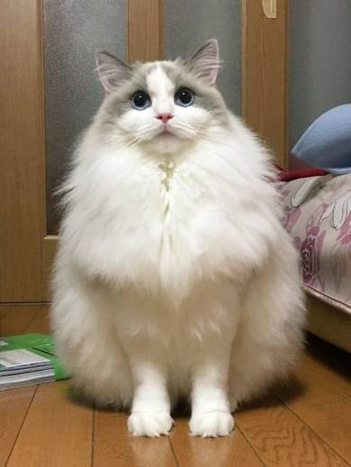 ラグドール ましろ