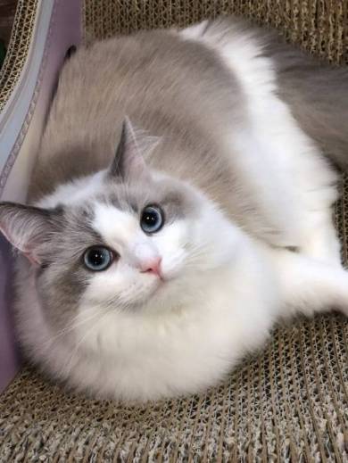 ラグドール ましろ