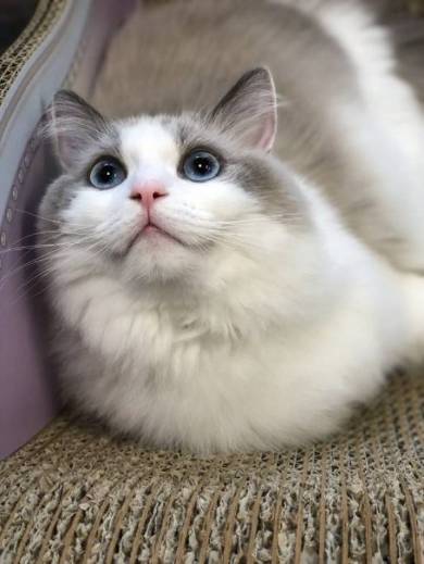 ラグドール ましろ