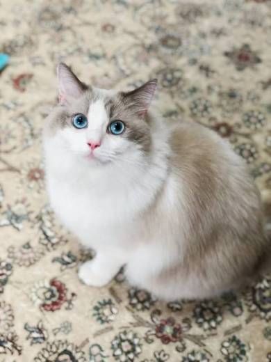 ラグドール ましろ