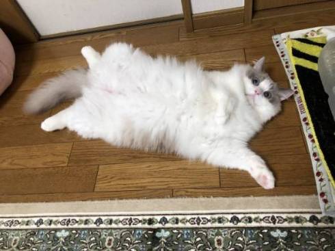 ラグドール ましろ