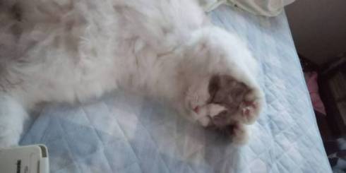 ラグドール ましろ