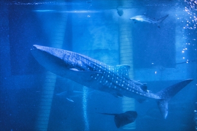 八景島シーパラダイス　ジンベエザメ展示