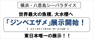 八景島シーパラダイス　ジンベエザメ展示