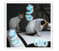 残念すぎるネコLINEスタンプ