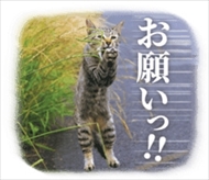 残念すぎるネコLINEスタンプ