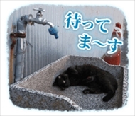 残念すぎるネコLINEスタンプ