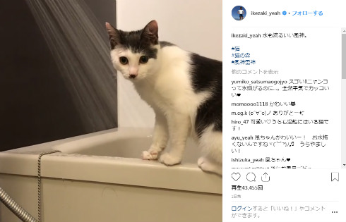サンシャイン池崎 お笑い 自己紹介 猫 風神 雷神 猫の森