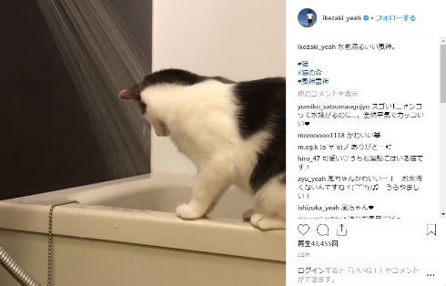 サンシャイン池崎 お笑い 自己紹介 猫 風神 雷神 猫の森