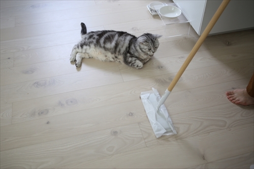 猫がよろこぶ掃除・片づけ