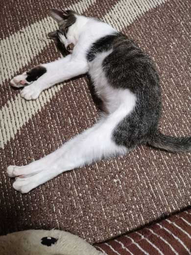 ホットカーペット つけてあげた 猫 天国