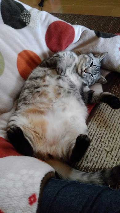 ホットカーペット つけてあげた 猫 天国