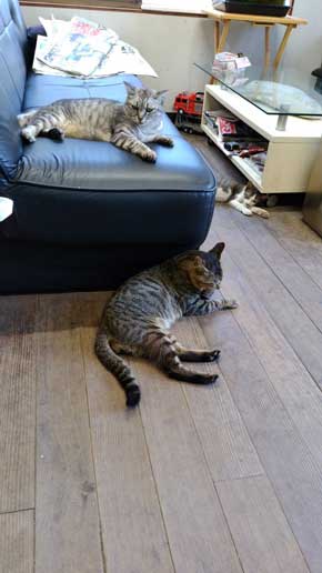 ホットカーペット つけてあげた 猫 天国
