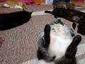 秋の訪れを感じるゴロニャンな光景　ホットカーペットに集合した猫さまたちが幸せそのもの