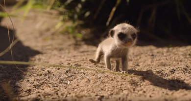 シンビオ・ワイルド・ライフパーク