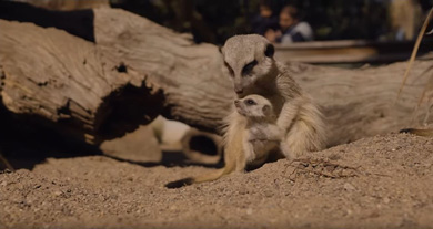 シンビオ・ワイルド・ライフパーク