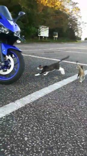 ネコ整備士 YZFR25