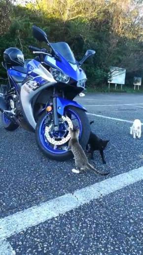 ネコ整備士 YZFR25