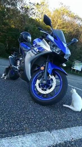 ネコ整備士 YZFR25