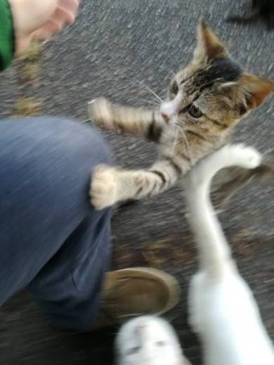 ネコ整備士 YZFR25