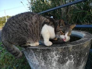 ネコ整備士 YZFR25