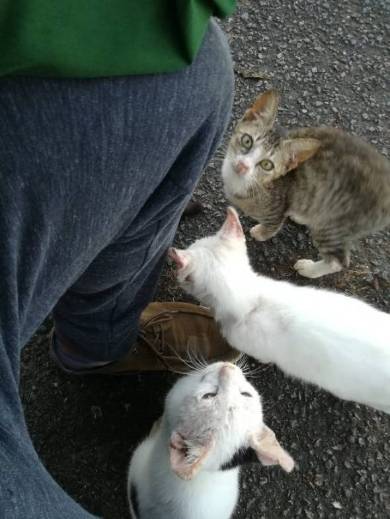 ネコ整備士 YZFR25