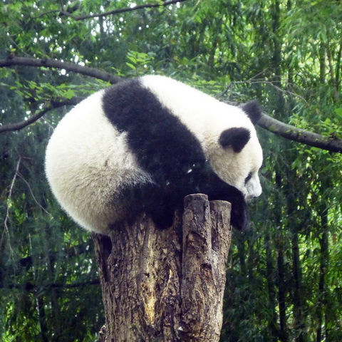 トリップアドバイザー