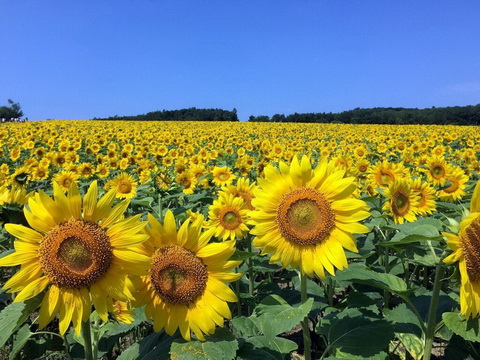 トリップアドバイザー
