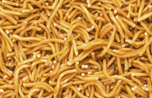 ベビースターをさがせ！！