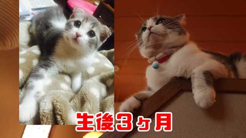 猫 こはくちゃん 成長過程 スコティッシュフォールド