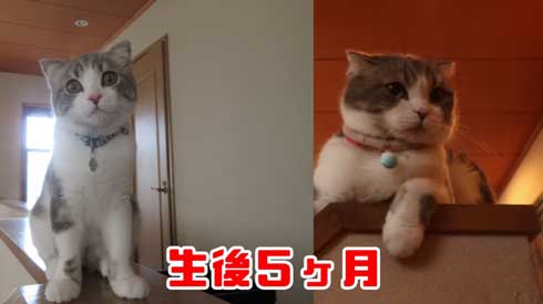 猫 こはくちゃん 成長過程 スコティッシュフォールド