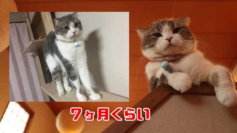 猫 こはくちゃん 成長過程 スコティッシュフォールド