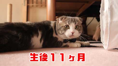 猫 こはくちゃん 成長過程 スコティッシュフォールド