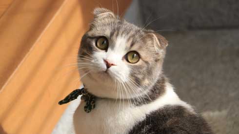 猫 こはくちゃん 成長過程 スコティッシュフォールド