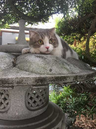 猫 こはくちゃん 成長過程 スコティッシュフォールド