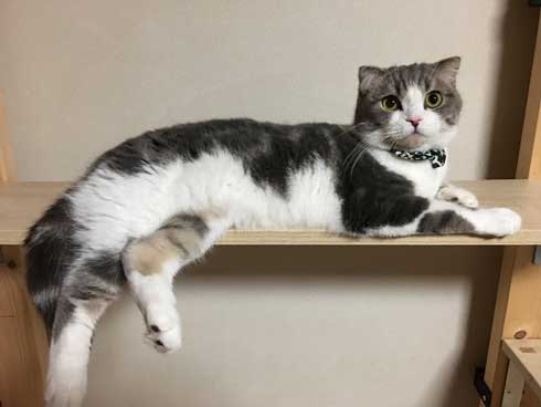 猫 こはくちゃん 成長過程 スコティッシュフォールド