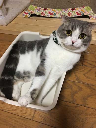 猫 こはくちゃん 成長過程 スコティッシュフォールド